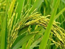 ظهور خوشه های طلایی برنج در ۱۸درصد از شالیزارهای گیلان
