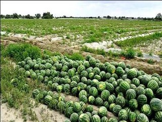 تولید بیش از ۷۴هزار تن هندوانه در گیلان