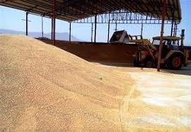 کشاورزان خراسان شمالی ۸۳ هزار تن گندم به سیلوها تحویل دادند