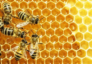 افزایش ۱۵ درصدی رشد تولید عسل در باخرز