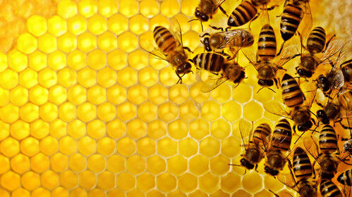 افزایش ۱۰ درصدی عسل در گیلان