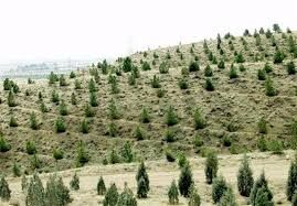  کاشت ۳۰۷ هزار هکتار جنگل در اصفهان 