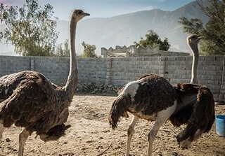 نیشابور در آستانه تبدیل به بزرگترین قطب پرورش شتر مرغ شمال شرق کشور