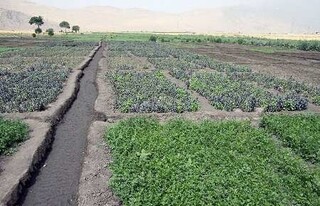 امحای ۷ هکتار سبزی‌کاری آلوده در کرمانشاه 