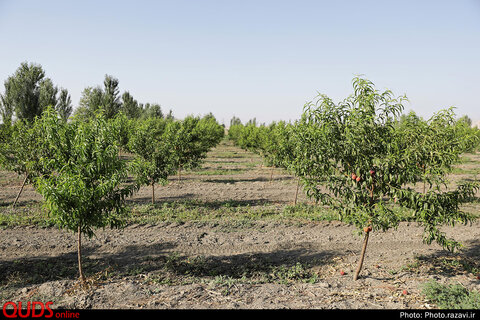 بازدید تولیت آستان قدس رضوی از مزرعه نمونه