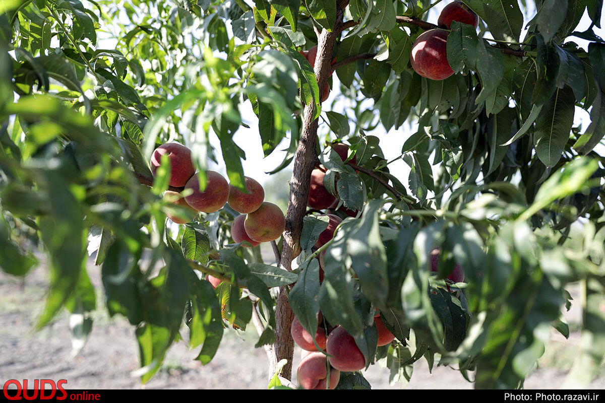 بازدید تولیت آستان قدس رضوی از مزرعه نمونه