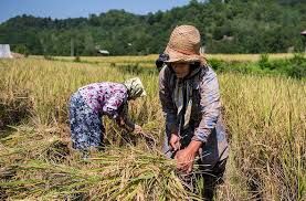 کشاورزان گیلان برای برداشت برنج شتاب کنند