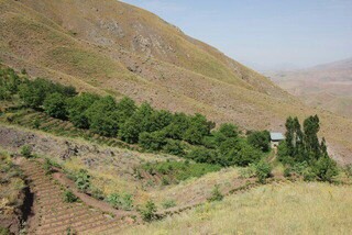 طرح توسعه باغات در ۱۰۰ هکتار اراضی شیبدار البرز اجرا می شود