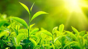  ارتقاء کیفیت چای گیلان با اجرای طرح های نوین در باغات