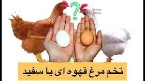 آیا تفاوتی بین تخم مرغ‌های سفید و قهوه‌ای وجود دارد؟