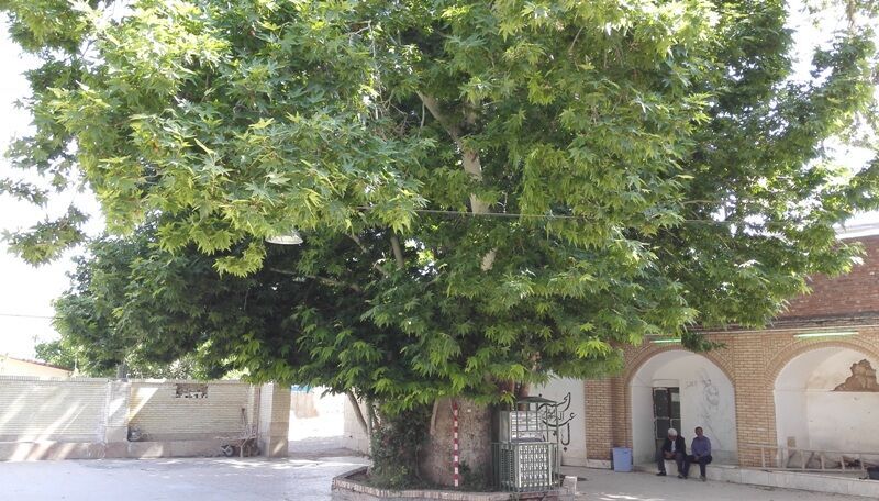 درخت ۴۵۰ ساله کهنوج ثبت ملی شد