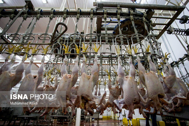 تولید بیش از ۶۴ هزارتن گوشت مرغ در کشتارگاه های طیور خراسان رضوی