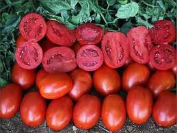 صادرات ۶۰۰تنی گوجه فرنگی از سبزوار به خارج کشور