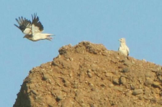 مشاهده پرنده نادر و در خطر انقراض کرکس مصری