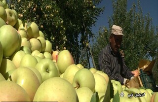 ارسال دو تن سیب توسط باغ داران مهاباد به مناطق زلزله زده