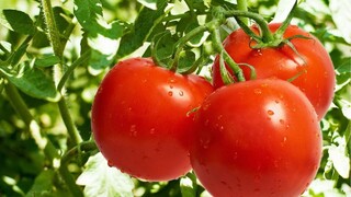 خرید حمایتی گوجه فرنگی موجب افزایش قیمت خرید کارخانه های رب شد