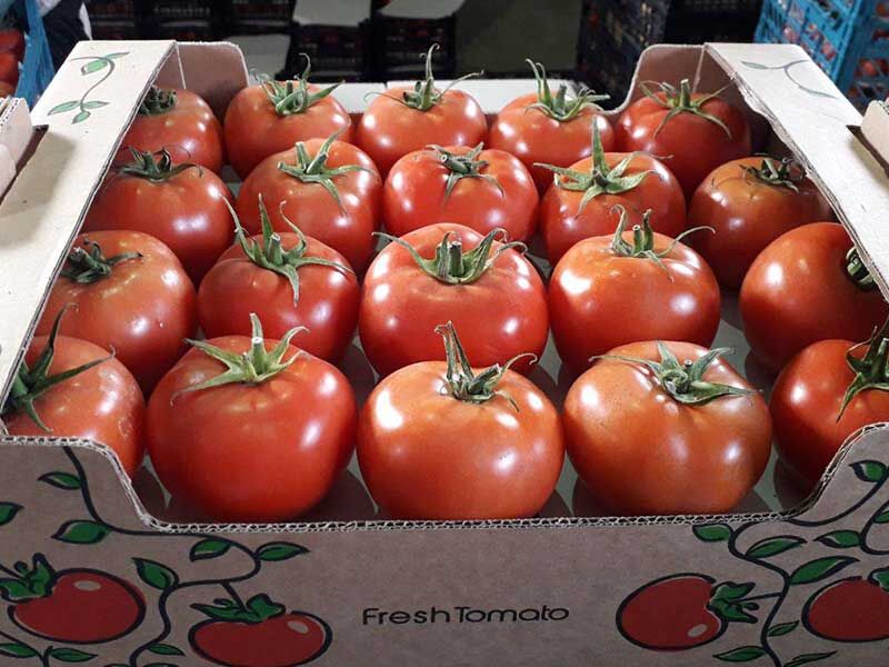 صادرات گوجه فرنگی بازار راتهدید نمی کند/گوجه های صادراتی مصرف داخلی ندارند/قیمت میوه روبه کاهش است