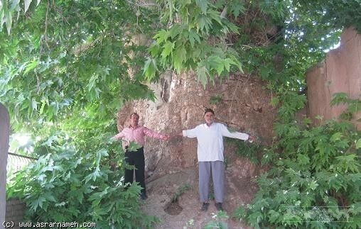 درخت چنار ۵۰۰ ساله در سمنان ثبت ملی شد 