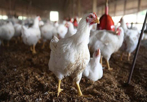  قطع برق مرغ‌ها را در بردسکن تلف کرد/ تناقض در آمار تلفات؛ ۸۰۰ یا ۴٠٠٠ قطعه مرغ 