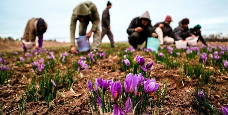 برنامه خرید حمایتی برای خرید زعفران در خراسان شمالی