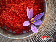 تربت‌حیدریه و مه‌ولات قطب زعفران و پسته با ظرفیت‌های مغفول