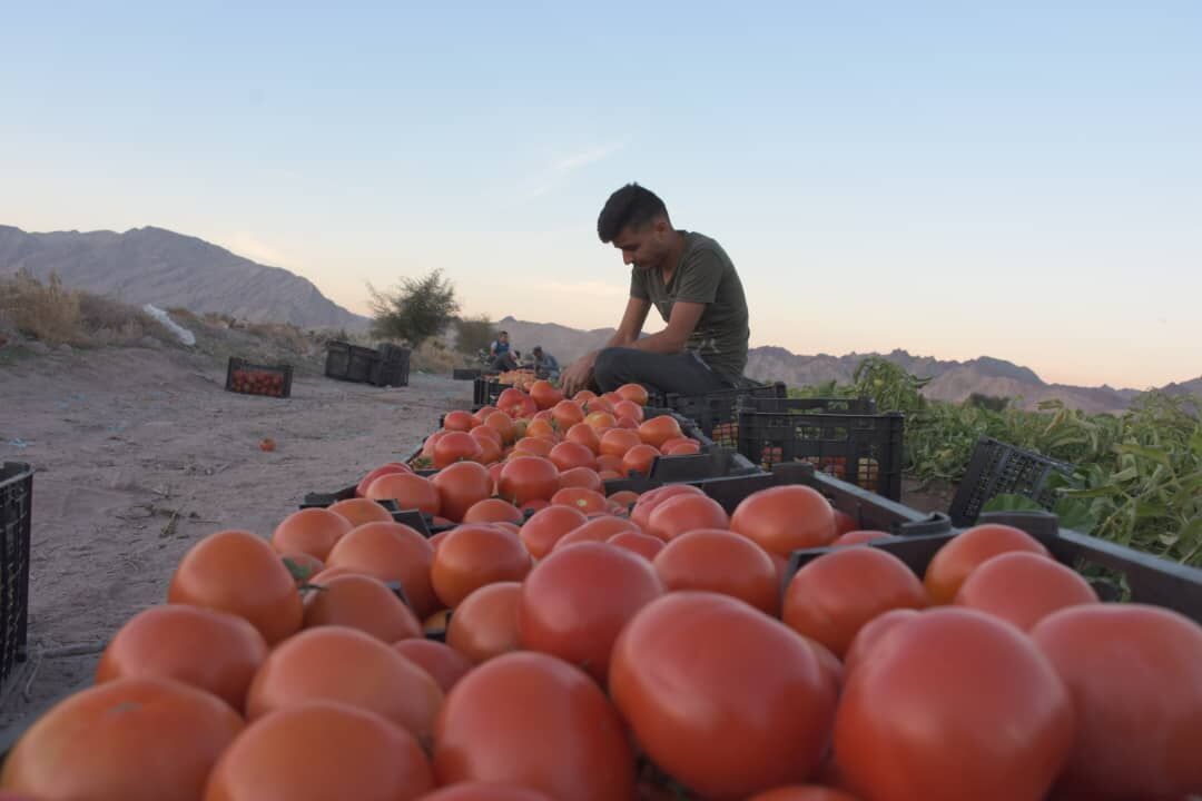 ۳۰ هزار تن گوجه فرنگی در دشتستان برداشت می شود