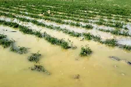 بارش بهاری به بخش کشاورزی کدکن خسارت زد