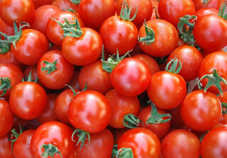 خرید گوجه فرنگی در استان خراسان رضوی از مرز ۳۰ هزار تن گذشت