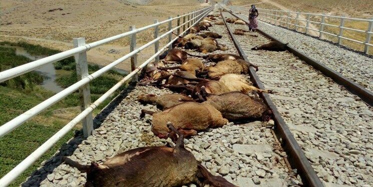 تلف شدن ۴۷ رأس گوسفند در اثر تصادف با قطار 
