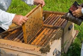 کرمانشاه سالانه پنج هزار تن عسل تولید می کند