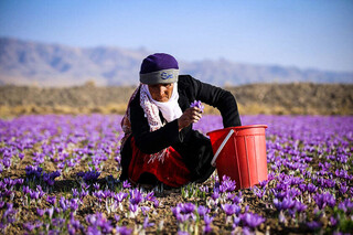 کاهش قیمت زعفران کشاورزان گنابادی را متضرر کرد