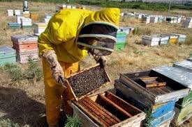 پیش بینی افزایش ۵ درصدی کلنی های زنبور عسل