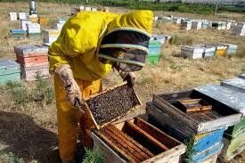 پیش بینی افزایش ۵ درصدی کلنی های زنبور عسل