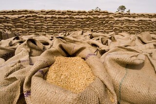 پیش‌بینی دولت قبل غلط از آب درآمد/ باید ۶ میلیون تن گندم وارد شود