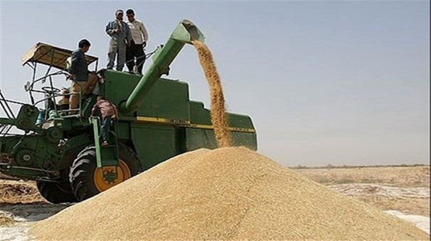 خوزستان گندم بیش از ۱۲ میلیون نفر را تأمین می‌کند