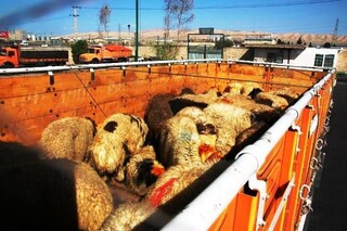 کشف ۴۸ رأس گوسفند قاچاق در نیشابور