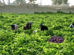 تشکیل اولین صندوق حمایت از توسعه کشاورزی در سیستان
