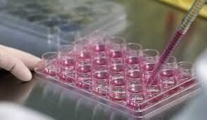 تولید سلول‌های بنیادی شبه کبد و شبه پانکراس در دانشگاه علوم پزشکی مشهد