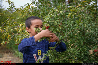 آغاز برداشت انار از باغ‌های بجستان
