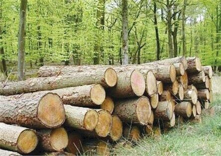افزایش قیمت چوب دلیل قطع درختان در دزفول