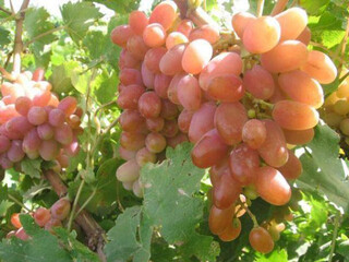 انگورکلاهداری خراسان شمالی قابلیت صادرات جهانی دارد