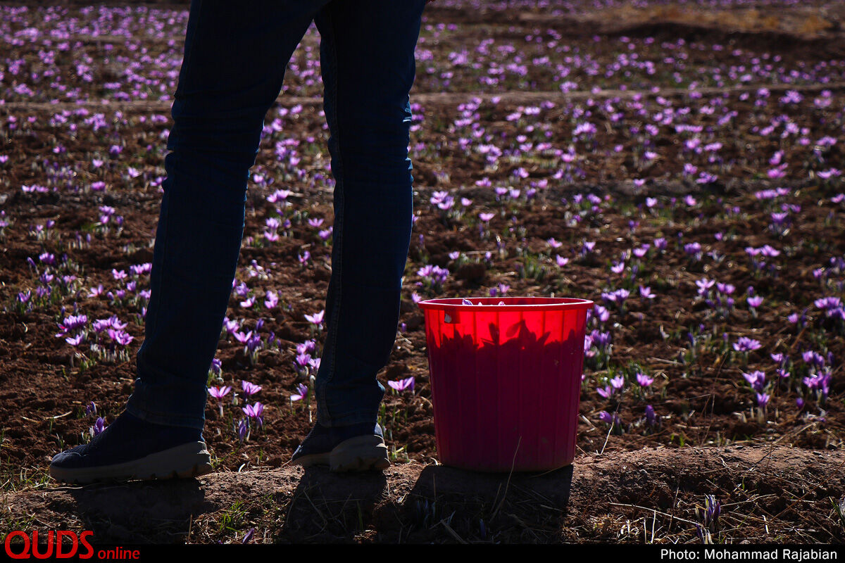 افزایش پنج درصدی سطح زیر کشت زعفران در تایباد