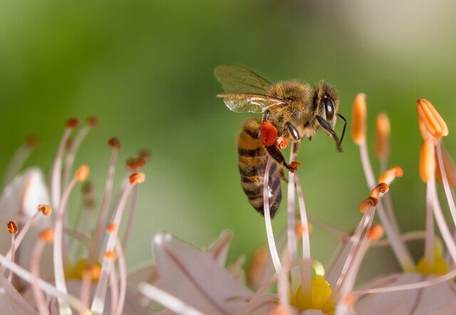 عسل‌های زنبور ندیده وارد بازار شدند
