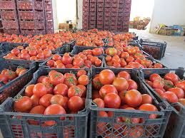 گوجه فرنگی در بازارهای خراسان رضوی با قیمت واقعی عرضه می شود