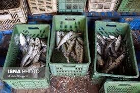 خراسان رضوی رتبه هفتم پرورش ماهی در کشور را دارد