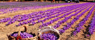 سرما به یک‌سوم مزارع زعفران گناباد خسارت وارد کرد