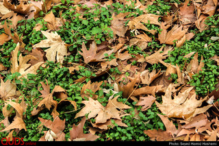 سایه خشکسالی بر نگاره سبز گلستان/ شروع پاییز به تأخیر افتاد
