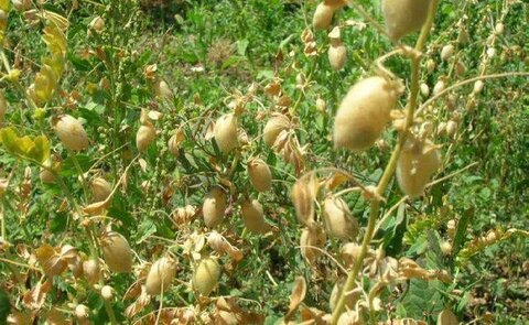 افزایش ۹۱ درصدی برنامه کشت حبوبات خراسان‌شمالی