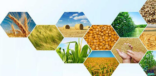 شفافیت قیمت ها در بورس محصولات کشاورزی؛ راهکاری برای مقابله با دلالان