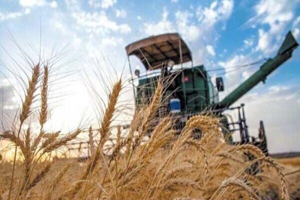 خراسان رضوی سالانه ۷۲۰ هزار تن گندم نیاز دارد